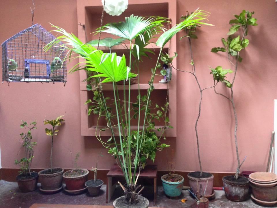 Paradise Inn Guest House Varanasi Exterior foto